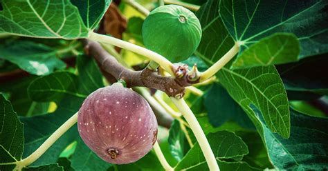 無花果 種|イチジク（いちじく・無花果）の育て方・栽培方法